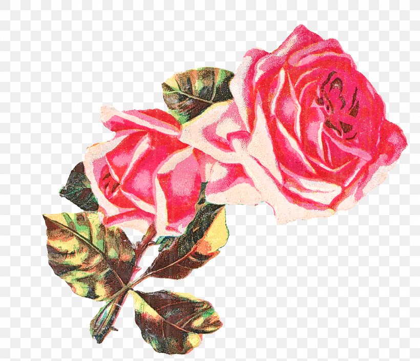 Garden Roses, PNG, 1500x1291px, Flower, Floribunda, Flowering Plant, Garden Roses, Hybrid Tea Rose Download Free