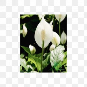 Plant - Spathiphyllum Wallisii Houseplant Arum-lily Leaf PNG