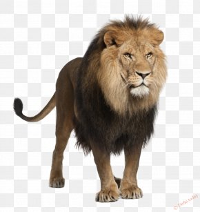 Cheetah - White Lion Felidae White-tailed Deer Stock Photography PNG