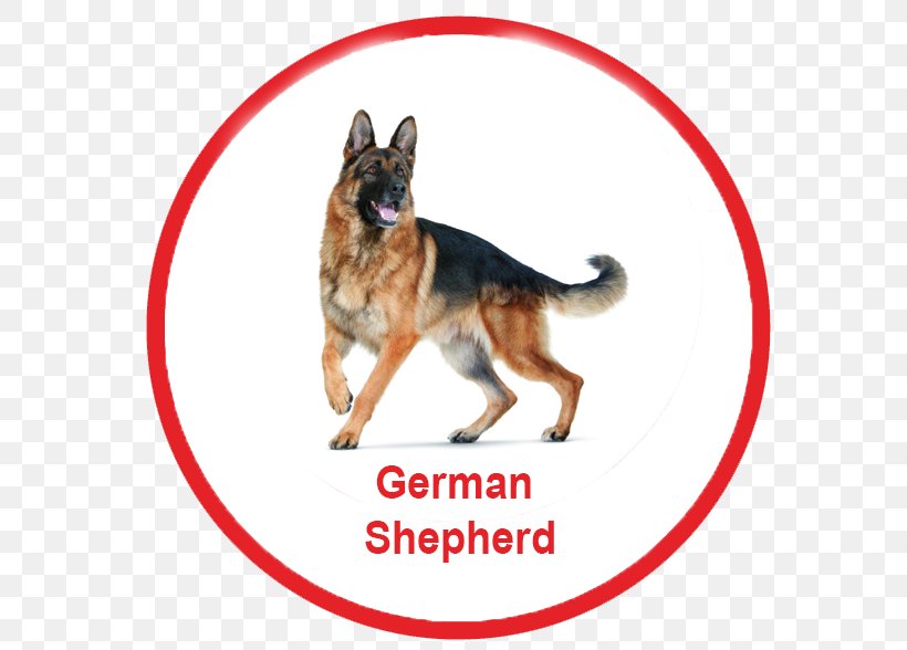 German Shepherd Dachshund Dog Toys Ball Fetch, PNG, 584x588px, German Shepherd, Ball, Bark, Breed, Carnivoran Download Free