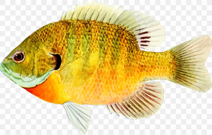 Goldfish Desktop Wallpaper, PNG, 2400x1525px, Goldfish, Aquarium, Display Resolution, Fauna, Fish Download Free