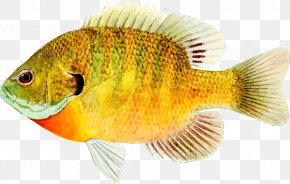 Fish - Goldfish Desktop Wallpaper PNG