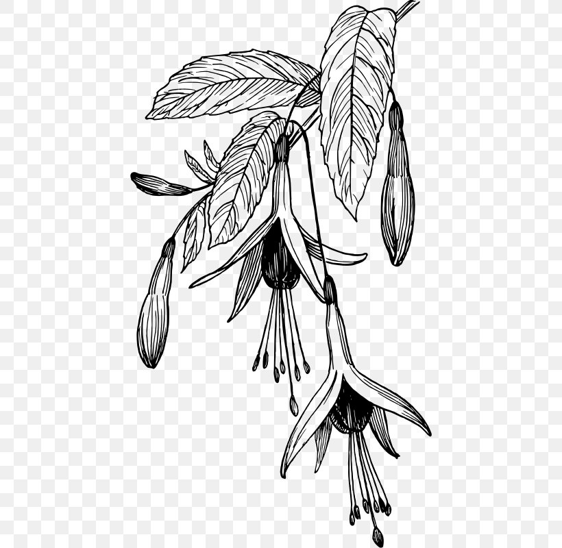 Fuchsia Black And White Drawing Clip Art, PNG, 440x800px, Fuchsia, Art, Artwork, Black And White, Branch Download Free