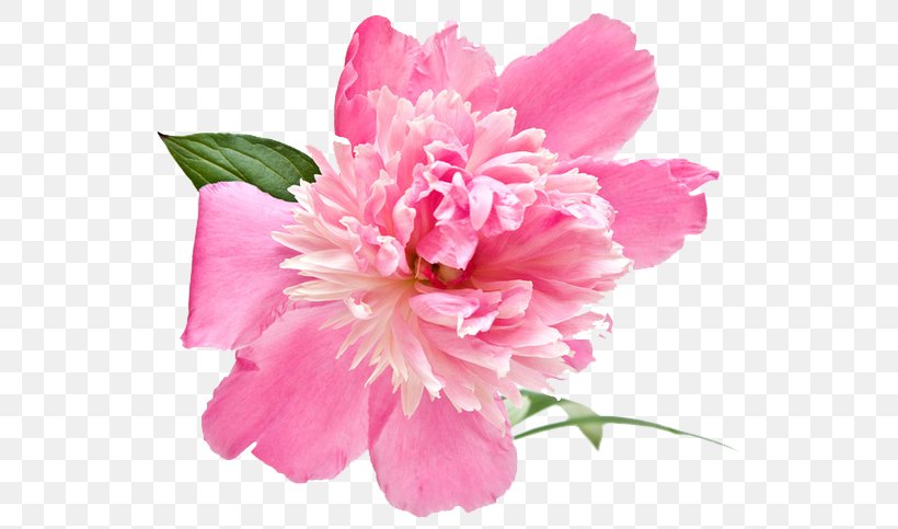 Peony Flower Extract Rose Cosmetics, PNG, 548x483px, Peony, Azalea, Carnation, Cosmetics, Cut Flowers Download Free
