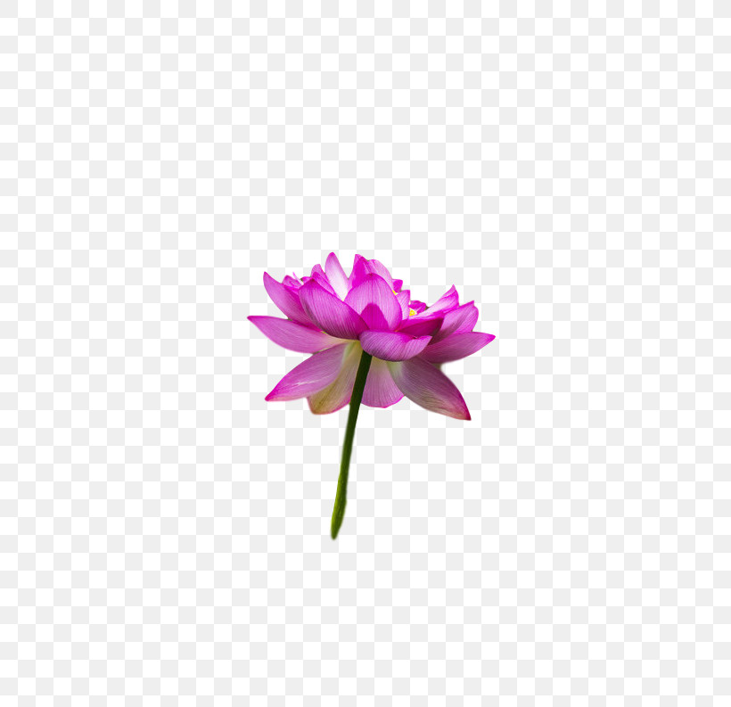 Plant Stem Sacred Lotus Cut Flowers Nelumbonaceae Petal, PNG, 601x793px, Plant Stem, Childrens Film, Cut Flowers, Family, Flora Download Free