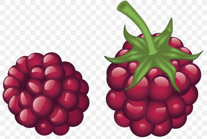 Red Raspberry Drawing, PNG, 800x553px, Raspberry, Accessory Fruit, Amora, Berry, Cranberry Download Free