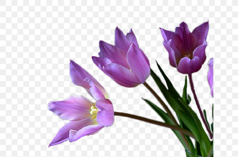 Tulip Cut Flowers Violet Mauve, PNG, 650x542px, Tulip, Author, Crocus, Cut Flowers, Flower Download Free