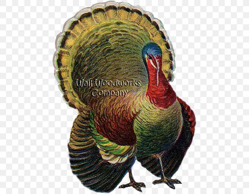 Turkey Meat Thanksgiving Clip Art, PNG, 479x640px, Turkey Meat, Beak, Bird, Creative Market, Document Download Free