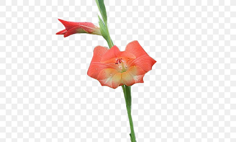 Amaryllis Jersey Lily Cut Flowers Gladiolus Plant Stem, PNG, 740x493px, Amaryllis, Amaryllis Belladonna, Amaryllis Family, Belladonna, Bud Download Free