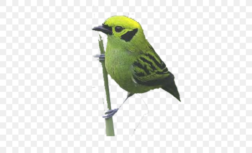 Bird Parrot Finch, PNG, 500x500px, Bird, Beak, Columbidae, Common Cuckoo, Common Emerald Dove Download Free