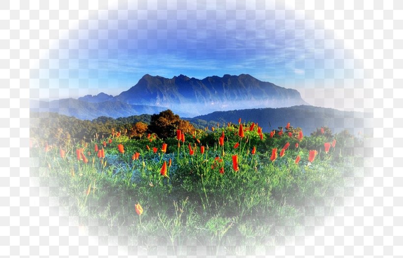 Chiang Mai Si Lanna National Park Chiang Dao District Landscape Nature, PNG, 700x525px, Chiang Mai, Chiang Mai Province, Desktop Metaphor, Flower, Grass Download Free