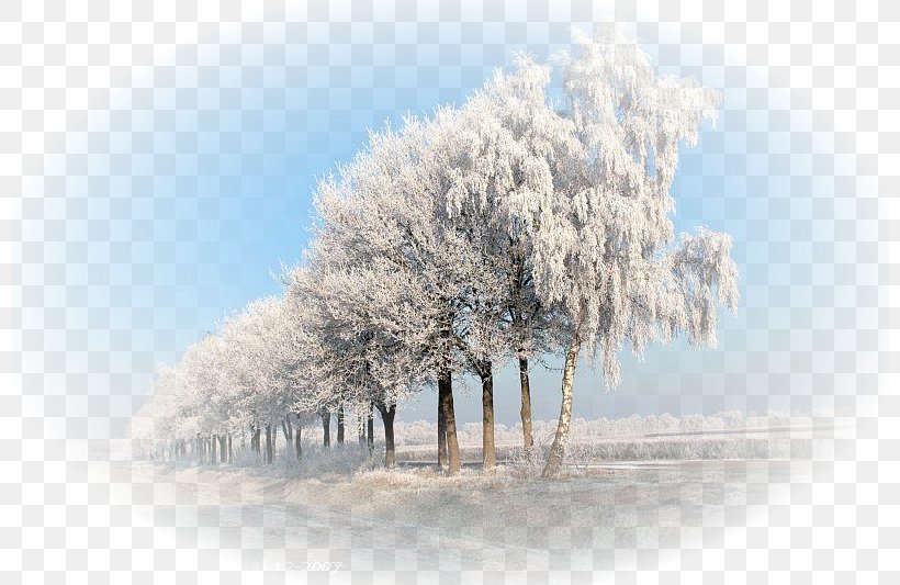 Desktop Wallpaper Winter Tree Snow Stock Photography, PNG, 800x533px, Winter, Branch, Branching, Computer, Dagens Nyheter Download Free
