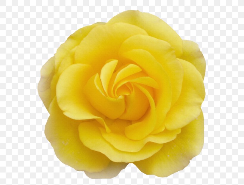 Garden Roses Cabbage Rose Cut Flowers Petal, PNG, 600x622px, Garden Roses, Cabbage Rose, Closeup, Cut Flowers, Flower Download Free