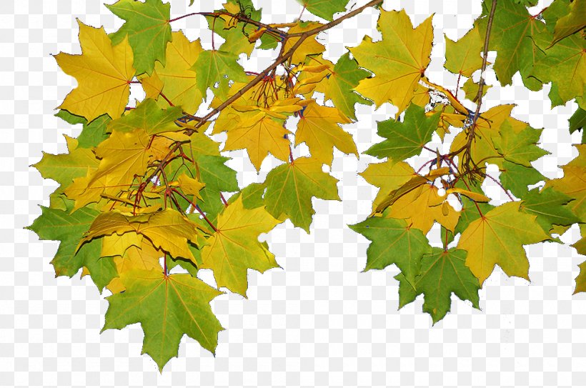 Maple Leaf Grape Leaves Plane Trees Twig, PNG, 1000x663px, Maple Leaf, Autumn, Branch, Deciduous, Grape Leaves Download Free