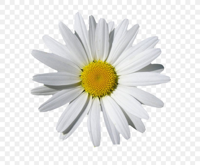 Clip Art Daisy Family Image Common Daisy, PNG, 699x676px, Daisy Family, Aster, Chamomile, Chrysanths, Common Daisy Download Free