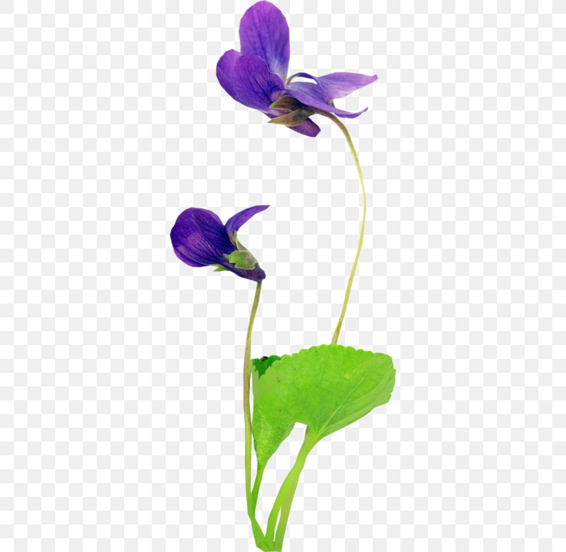Violet Spring Snowdrop Autumn Flower, PNG, 328x800px, 2016, Violet, Animal, Autumn, Cello Download Free