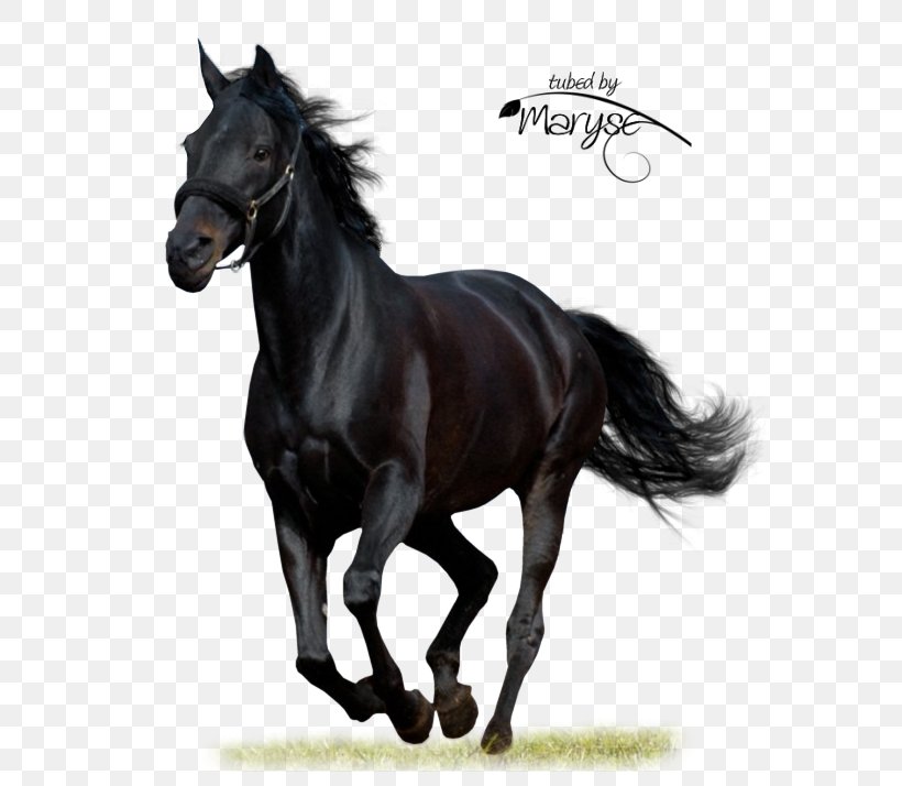 Black Beauty Arabian Horse American Paint Horse Audible, PNG, 622x714px, Black Beauty, American Paint Horse, Animal, Anna Sewell, Arabian Horse Download Free