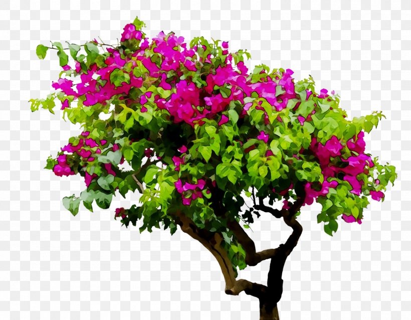 Cut Flowers Floral Design Annual Plant Shrub, PNG, 1497x1166px, Flower, Annual Plant, Blossom, Bougainvillea, Branch Download Free