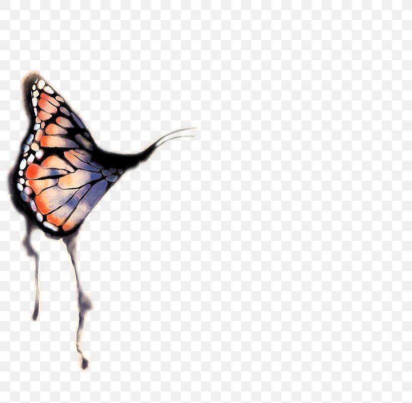 Monarch Butterfly Passer-by A Bed Qulubuhum Ma'ana Qanabelahom Alyna Novel Arabic, PNG, 803x803px, Monarch Butterfly, Arabic, Arabs, Author, Bird Download Free