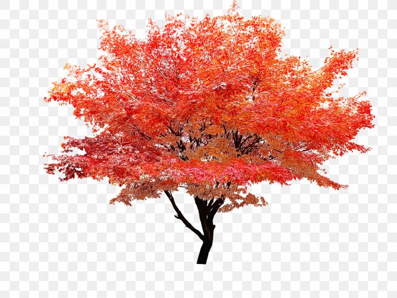 Red Maple Tree, PNG, 2362x1772px, Watercolor, Acer Japonicum, Autumn, Autumn Leaf Color, Flower Download Free