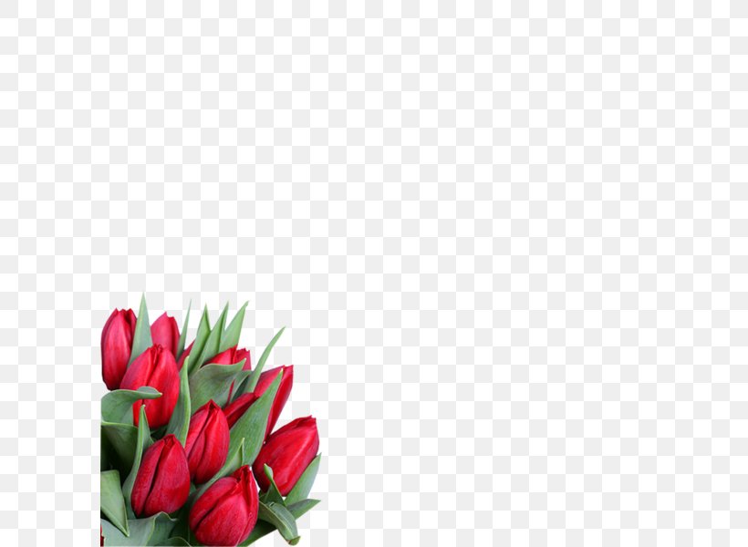 8 March International Women's Day Flower ZieduVeikals.lv Holiday, PNG, 600x600px, 8 March, 2017, Bud, Cut Flowers, Floral Design Download Free