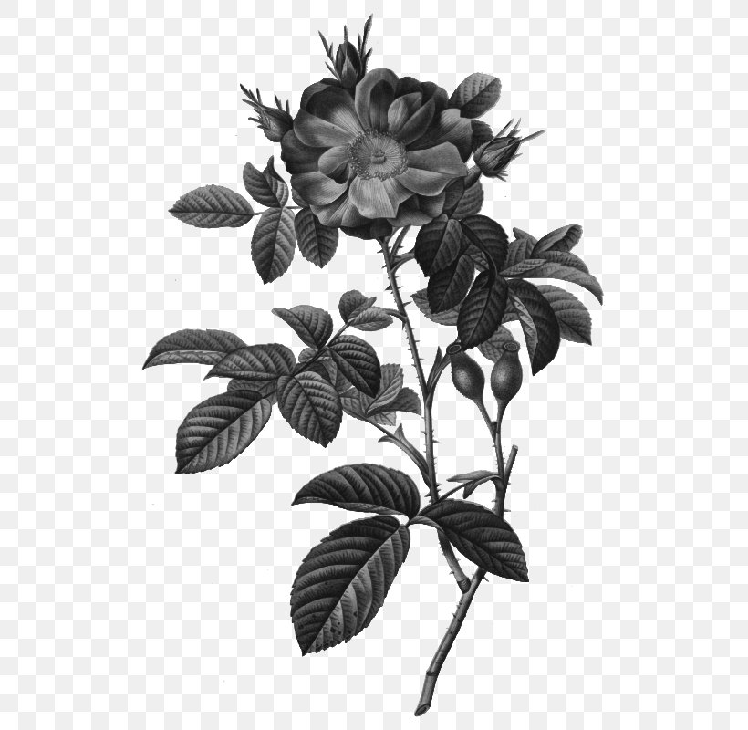Cabbage Rose Damask Rose Botanical Illustration Botany, PNG, 537x800px, Cabbage Rose, Art, Black And White, Botanical Illustration, Botany Download Free
