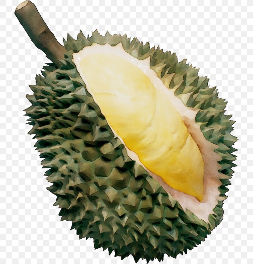 Durian Fruit Plant Food Artocarpus, PNG, 728x858px, Watercolor, Artocarpus, Cempedak, Durian, Food Download Free