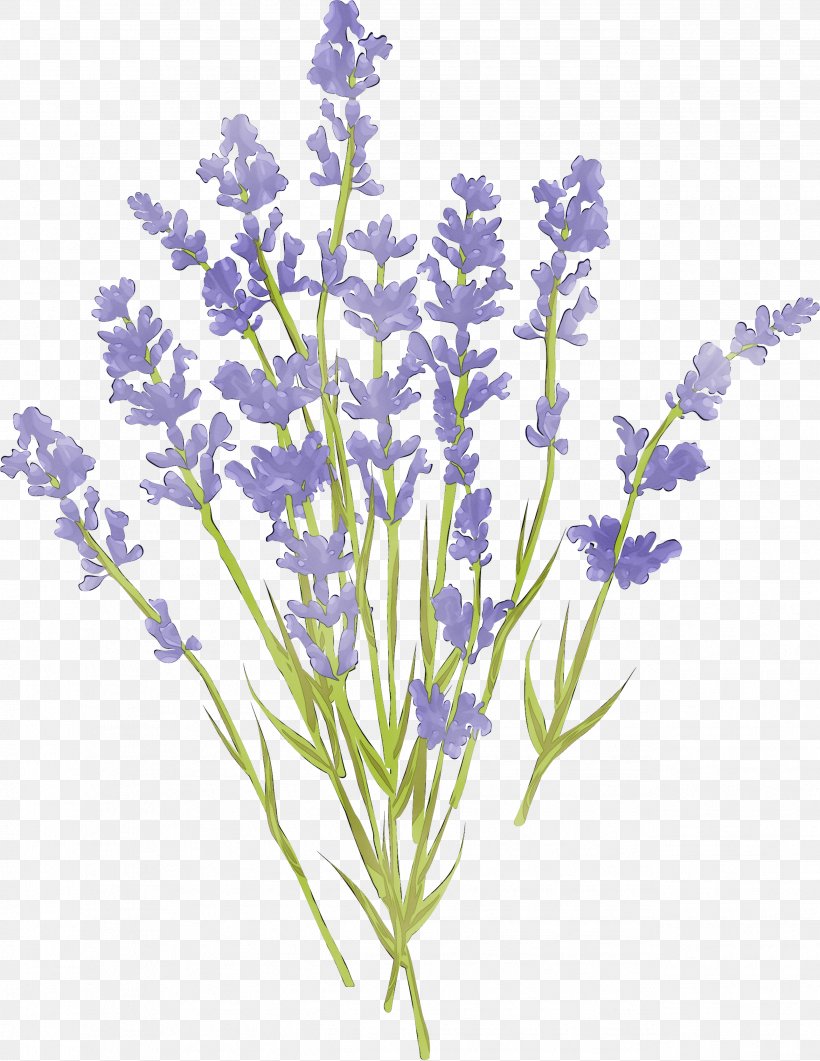English Lavender French Lavender Plant Stem Cut Flowers Common Sage, PNG, 2578x3338px, English Lavender, Branching, Common Sage, Cut Flowers, Delphinium Download Free