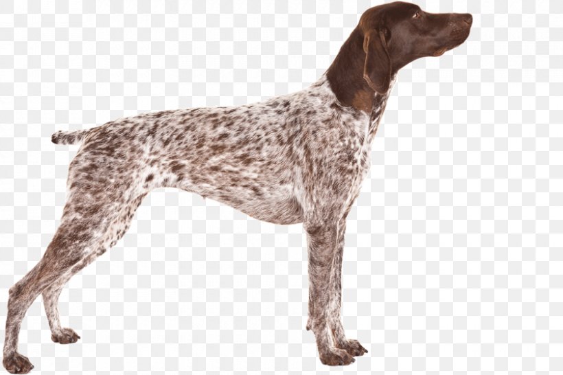 Old Danish Pointer German Shorthaired Pointer Small Münsterländer Auvergne Pointer, PNG, 840x560px, Old Danish Pointer, Braque D Auvergne, Breed, Carnivoran, Dog Download Free