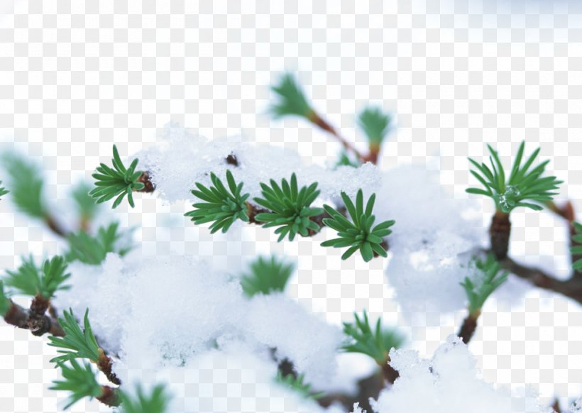 Winter Plant Tree Snow Frost, PNG, 1000x710px, Winter, Arbre Dalignement, Auglis, Branch, Cloud Download Free