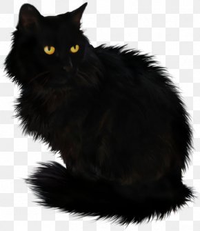 Kitten Whiskers Maine Coon Domestic Short Haired Cat Fur Png