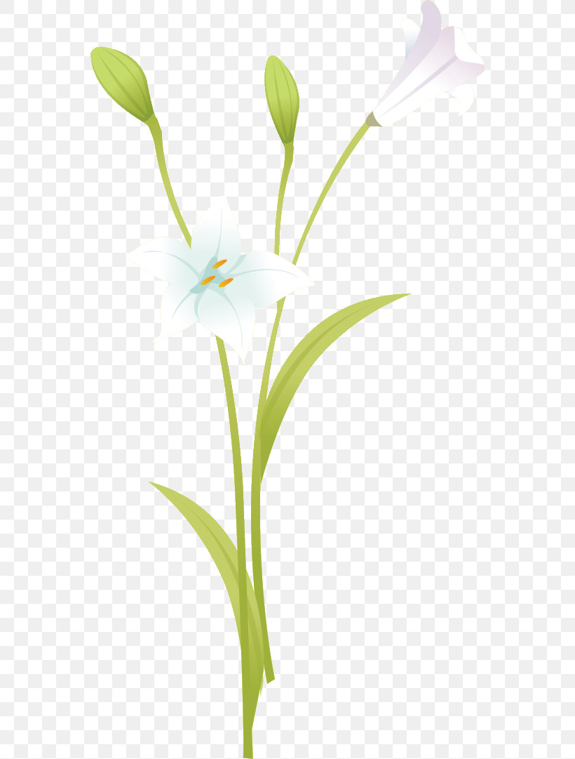 Lily Flower Floral, PNG, 562x1081px, Lily Flower, Bunchflowered Daffodil, Cut Flowers, Daffodil, Element Download Free