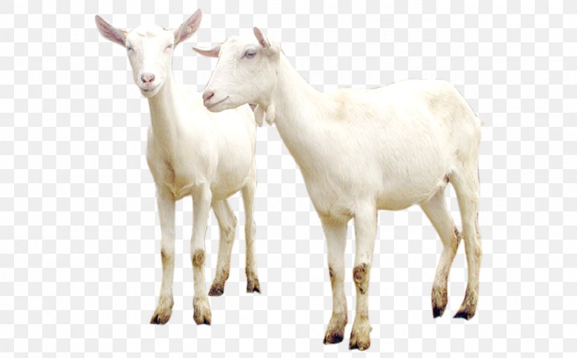 indian goat png