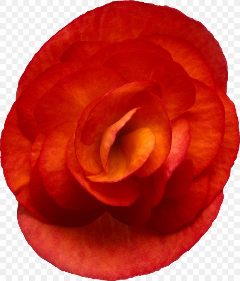 Garden Roses Elatior Begonia Flower Red, PNG, 1023x1200px, Garden Roses, Begonia, Begonia Coccinea, Close Up, Cut Flowers Download Free