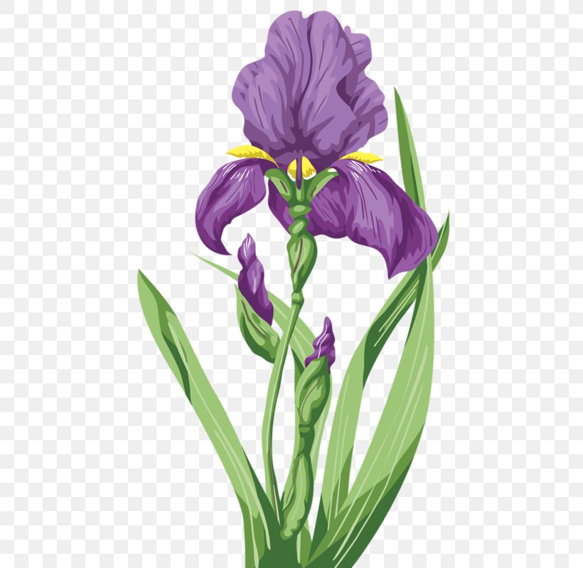 Irises Flower Lilium, PNG, 479x800px, Irises, Art, Color, Flower, Flowering Plant Download Free