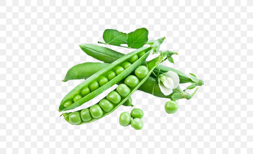 Snow Pea Snap Pea Seed Vegetable Green Bean, PNG, 500x500px, Snow Pea, Bean, Commodity, Food, Fruit Download Free