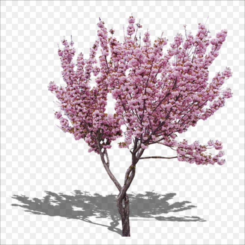 The Pink Peach Tree Cherry Blossom, PNG, 1773x1773px, Peach, Blossom, Branch, Cherry, Cherry Blossom Download Free