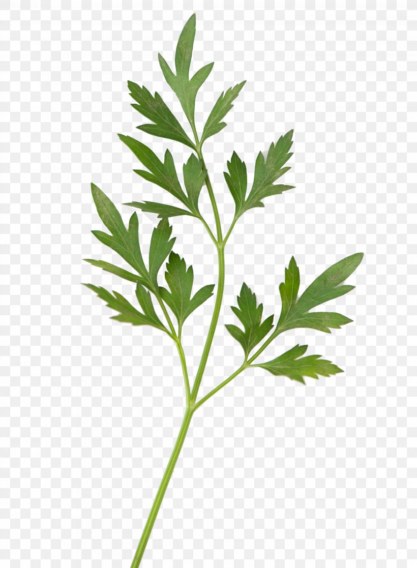 Parsley Leaf Plant Stem Photosynthesis, PNG, 2832x3860px, Parsley, Bay Laurel, Branch, Breathing, Hemp Download Free