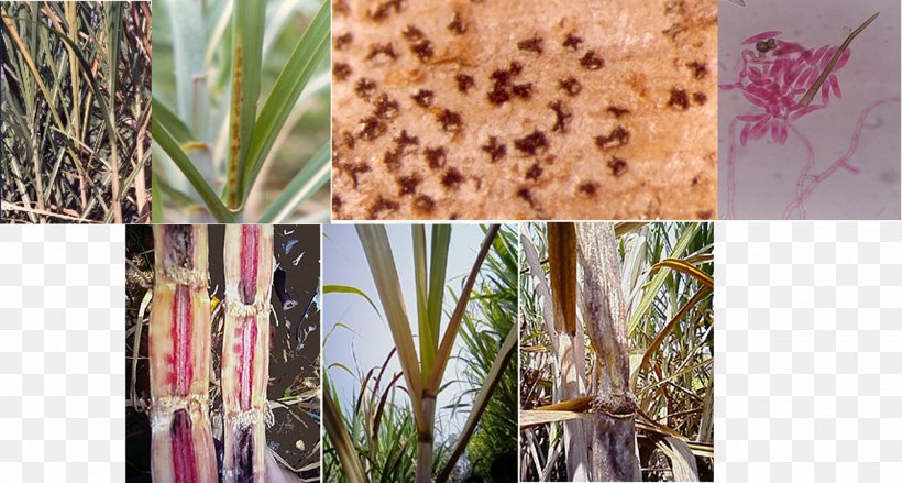 Sugarcane Pathology Red Rot Ratooning Sugarcane Grassy Shoot Disease, PNG, 1825x979px, Watercolor, Cartoon, Flower, Frame, Heart Download Free