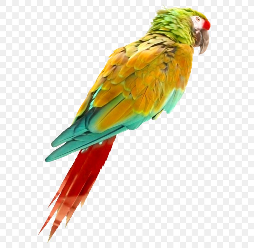 Bird Parrot Oropendola Perroquet, PNG, 800x800px, Bird, Beak, Bullfinch, Common Pet Parakeet, Eurasian Eagleowl Download Free