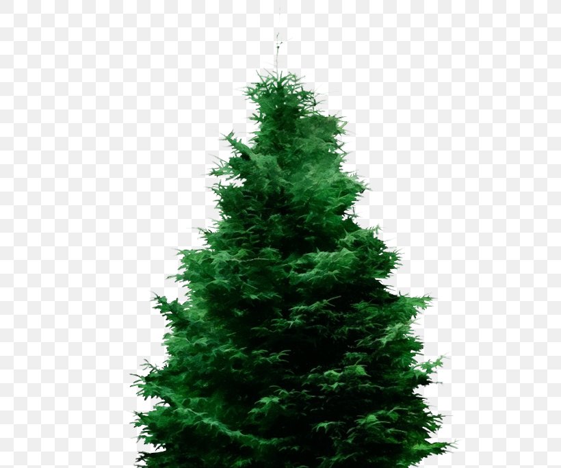 Christmas Tree, PNG, 665x684px, Watercolor, Balsam Fir, Canadian Fir, Christmas Tree, Colorado Spruce Download Free