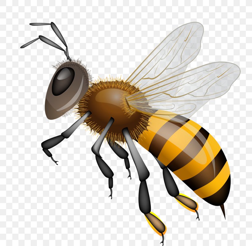 Western Honey Bee Vector Graphics Clip Art Drawing, PNG, 784x800px, Bee, Arthropod, Bumblebee, Drawing, Fly Download Free