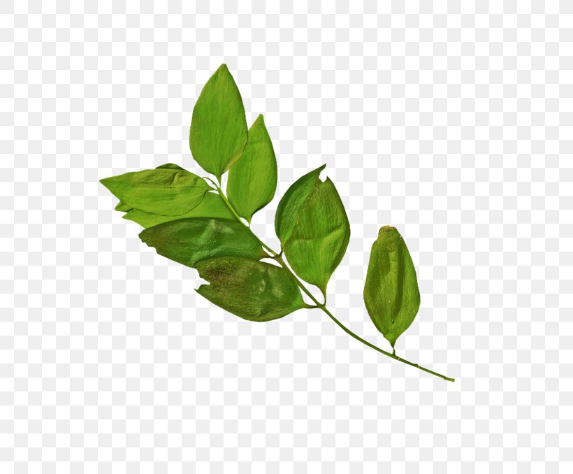 Branch Leaf Logo Clip Art, PNG, 699x678px, Branch, Blog, Herb, Herbalism, Home Page Download Free