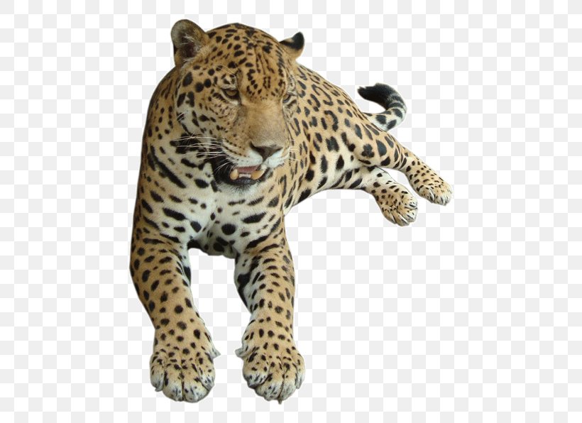 Cats Cartoon, PNG, 500x596px, Leopard, African Leopard, Animal, Animal Figure, Cat Download Free
