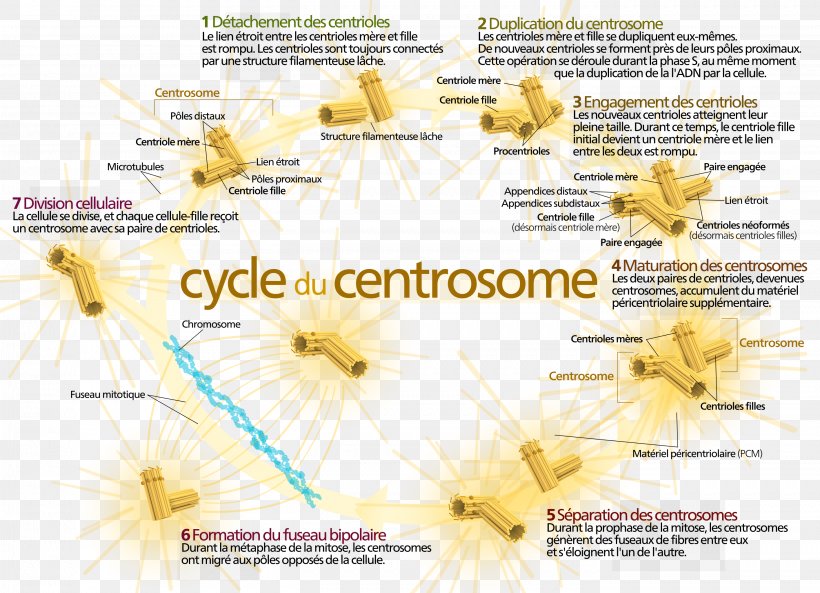 Centrosome Cycle Centriole Cell Mitosis, PNG, 2829x2048px, Centrosome, Biology, Cell, Centriole, Centromere Download Free