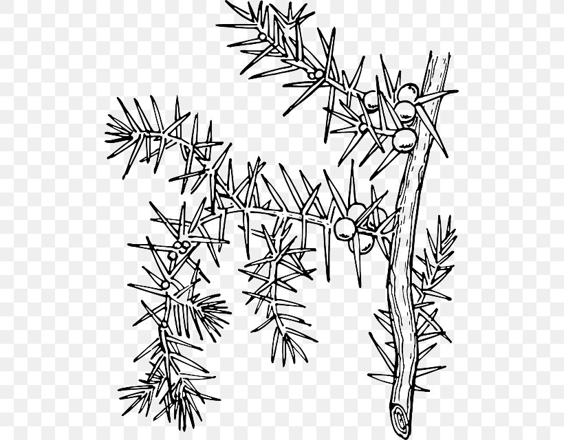 Common Holly Drawing Plant Coloring Book, PNG, 515x640px, Common Holly, Black And White, Branch, Coloring Book, Drawing Download Free