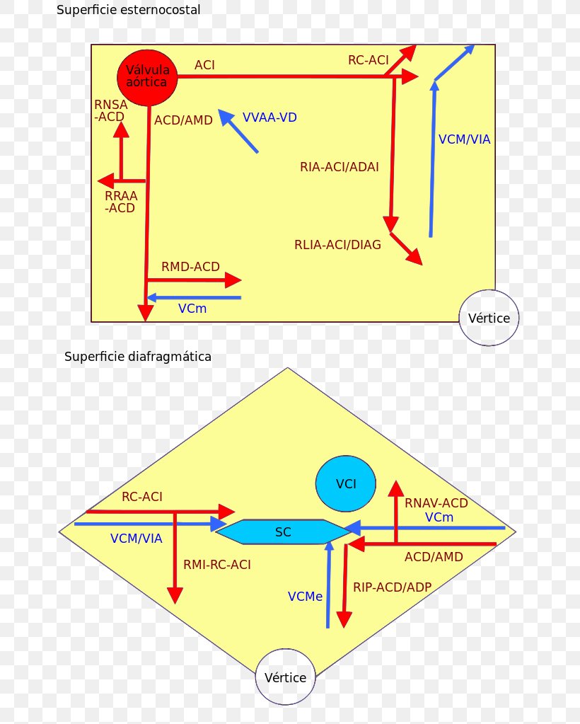 Coronary Circulation Right Coronary Artery Coronary Arteries Left Coronary Artery, PNG, 682x1023px, Coronary Circulation, Anatomy, Aorta, Area, Artery Download Free