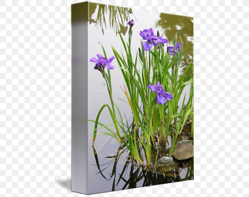 Iris Pseudacorus Aquatic Plants Water Garden, PNG, 469x650px, Iris Pseudacorus, Aquatic Plants, Bellflower Family, Flora, Flower Download Free