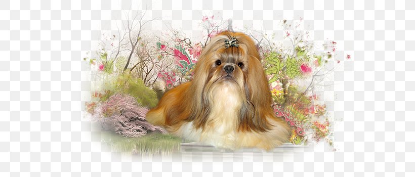 Shih Tzu Havanese Dog Morkie Lhasa Apso Norfolk Terrier, PNG, 572x350px, Shih Tzu, Breed, Carnivoran, Cavachon, Chinese Imperial Dog Download Free
