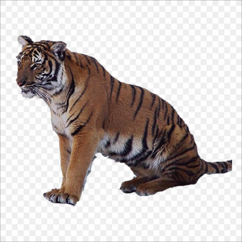 Tiger Lion Leopard Felidae, PNG, 1773x1773px, Tiger, Animal, Big Cat, Big Cats, Carnivoran Download Free